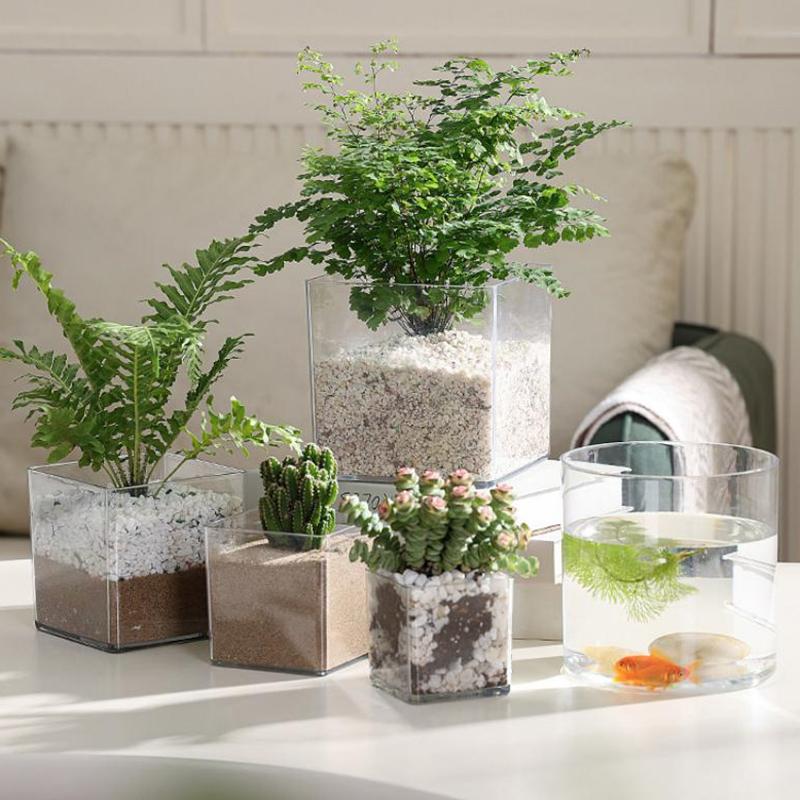 أواني زراعة الزهور الشفافة الم - مراجعة Bonsai Garden Nursery وسعره